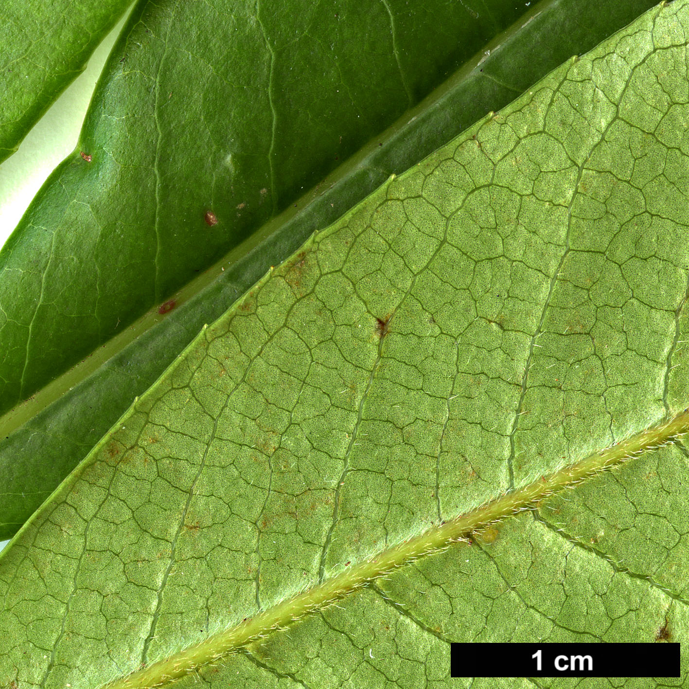 High resolution image: Family: Clethraceae - Genus: Clethra - Taxon: arborea